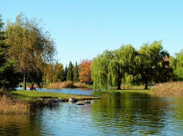 Willow trees and pond at Parc Jarry, Montréal